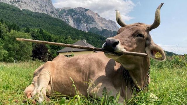 ‘Veronika’ Is the First Cow Known to Use a Tool